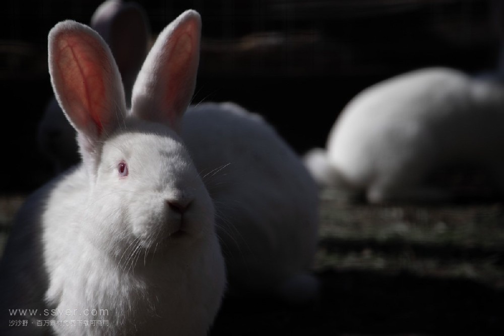 用農業氣象站調控家兔棚舍內氣象環境 用農業氣象站調控家兔棚舍內氣象環境